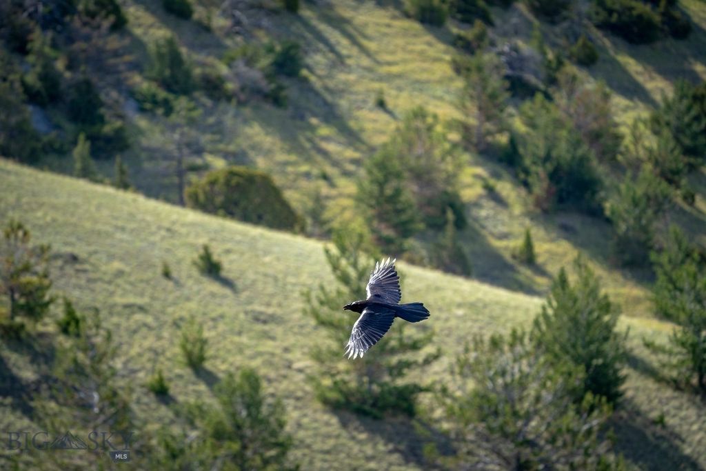 NHN Suce Creek Road, Livingston, MT 59047 photo 8