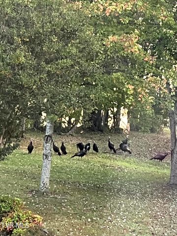 607 Choptack Road, Rogersville, TN 37857