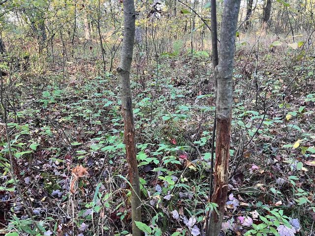 80 Ac County Road G, Hancock, WI 54943