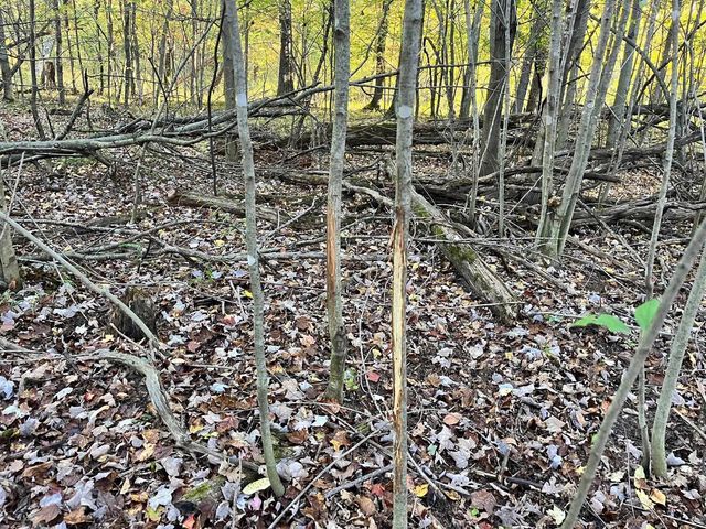 80 Ac County Road G, Hancock, WI 54943