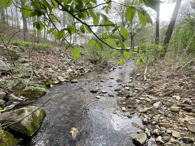 35 Bud Parker Lane, Erin, TN 37061