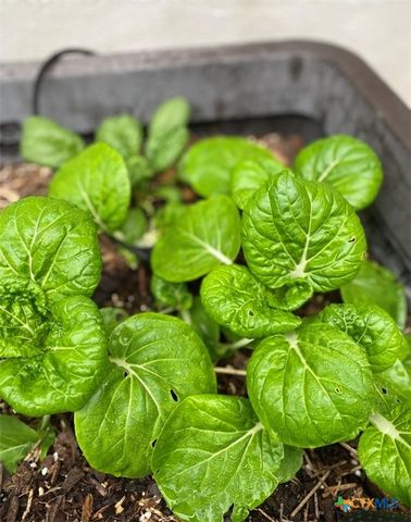 1651 Gruene Grass, New Braunfels, TX 78130