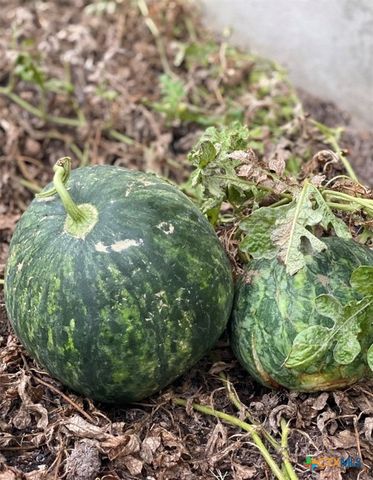 1651 Gruene Grass, New Braunfels, TX 78130