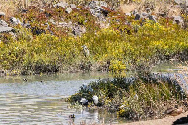 166 Bayside Ct, Richmond, CA 94804