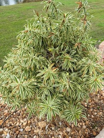 5222 Pineland Daisy TRL, Fort Myers, FL 33905