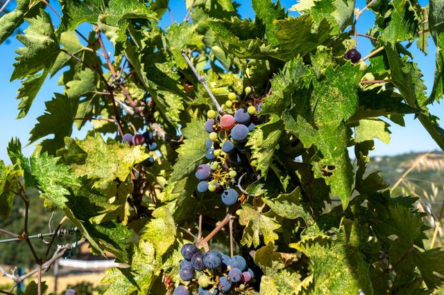 2233 Toscana Pl, Auburn, CA 95603