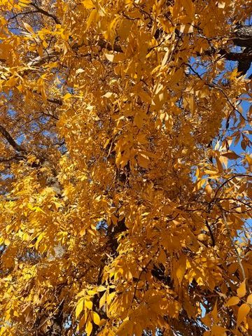 410 White Oak Drive, El Dorado Springs, MO 64744