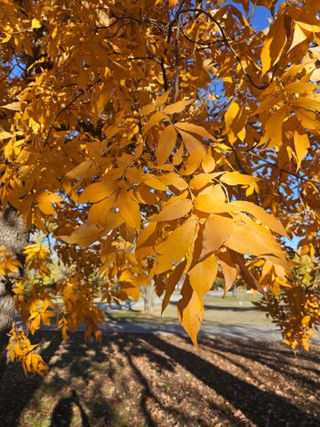 410 White Oak Drive, El Dorado Springs, MO 64744