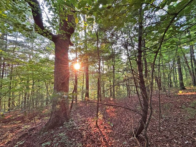 Lot 19 Mt. Springer Road, Ellijay, GA 30540
