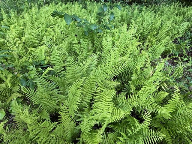 Lot 19 Mt. Springer Road, Ellijay, GA 30540