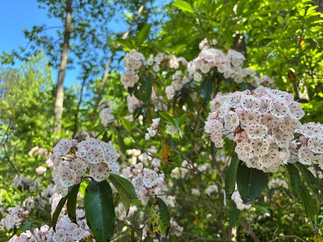 Lot 19 Mt. Springer Road, Ellijay, GA 30540