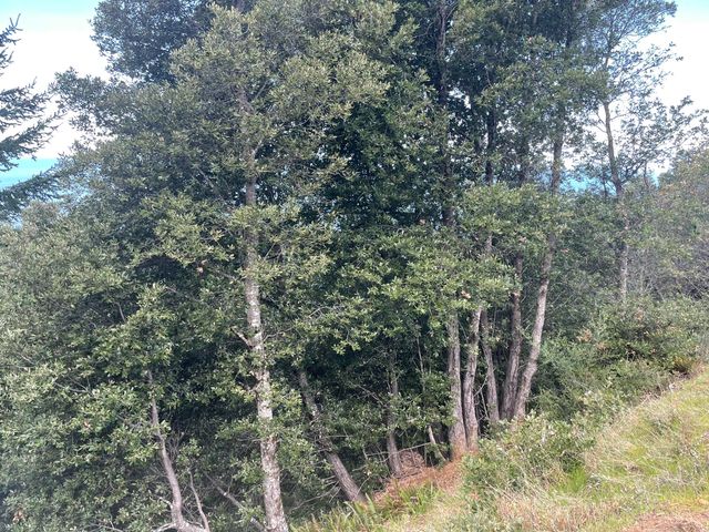 00 Willow Glen Road, Whitethorn, CA 95589