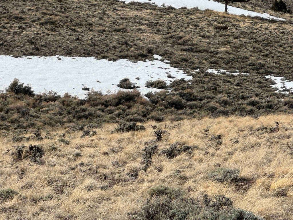 Lot 105 Laurel Dr, Wapiti, WY 82450 photo 3