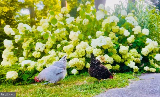 10519 SAMONA AVE, Cockeysville, MD 21030