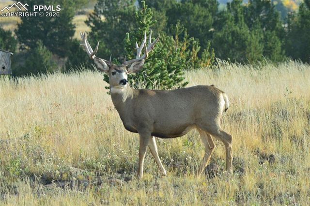 1434 N B Street, Cripple Creek, CO 80813