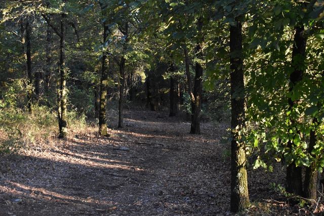 4787 CR 106, Whitesboro, TX 76273