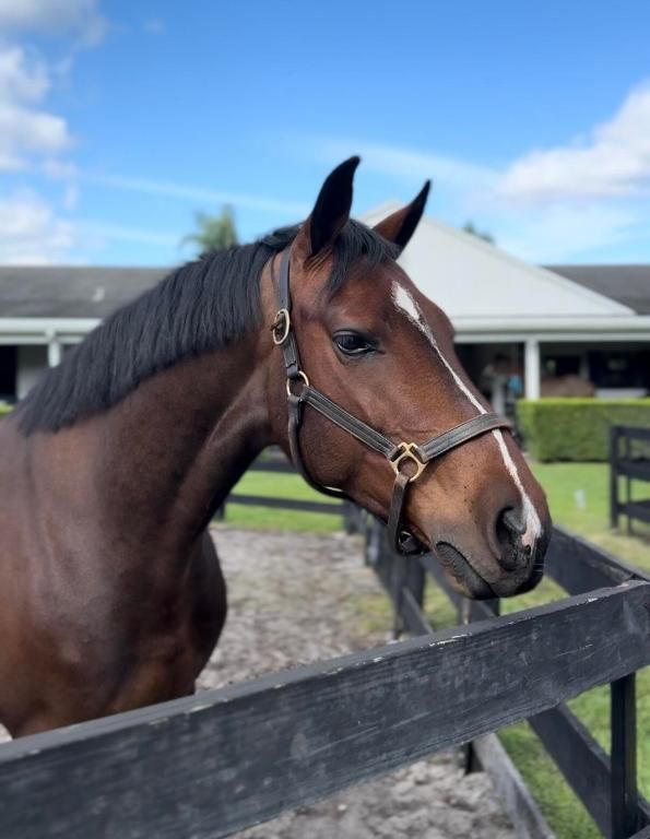 Image 14 of property listing at 13205 Southfields Road, Wellington, FL 33414