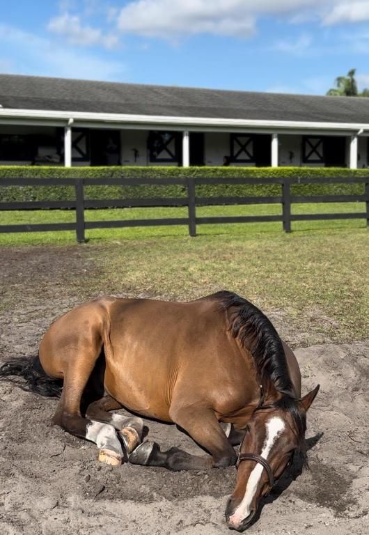 Image 26 of property listing at 13205 Southfields Road, Wellington, FL 33414