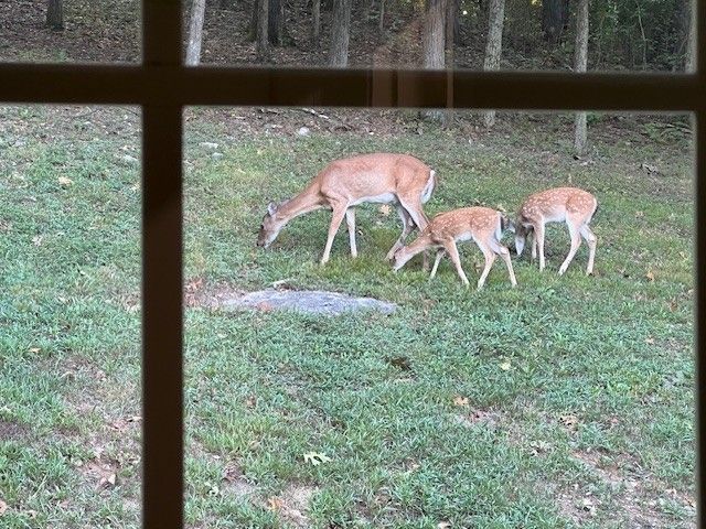 1604 Becca Ln, Columbia, TN 38401