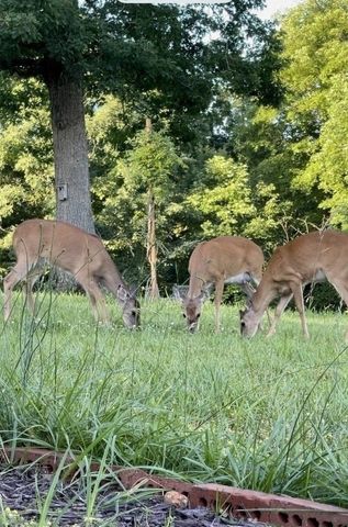 554 Hayes Ridge Rd, Indian Mound, TN 37079