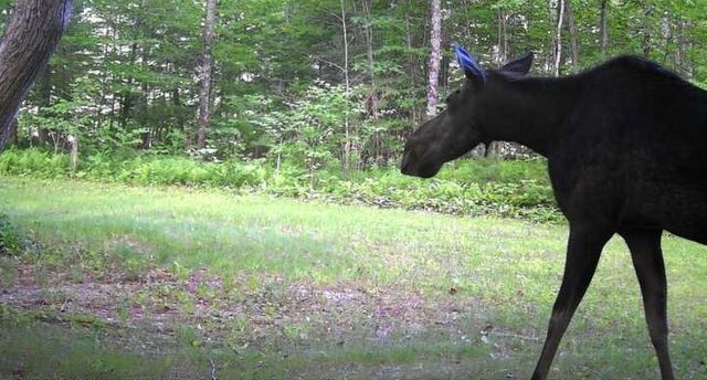 250 Fenton Road, Chester, VT 05148