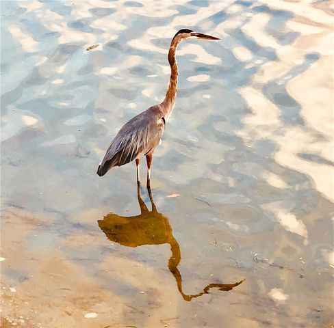 7932 SAILBOAT KEY BOULEVARD S 101, South Pasadena, FL 33707