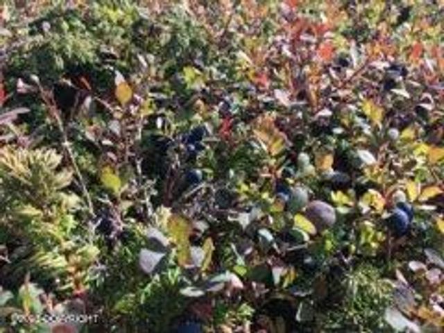 9320 S Cache Crk Drive, Lot 113, Trapper Creek, AK 99683