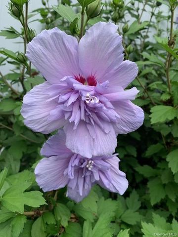 703 Fresh Pond Avenue 175, Calverton, NY 11933