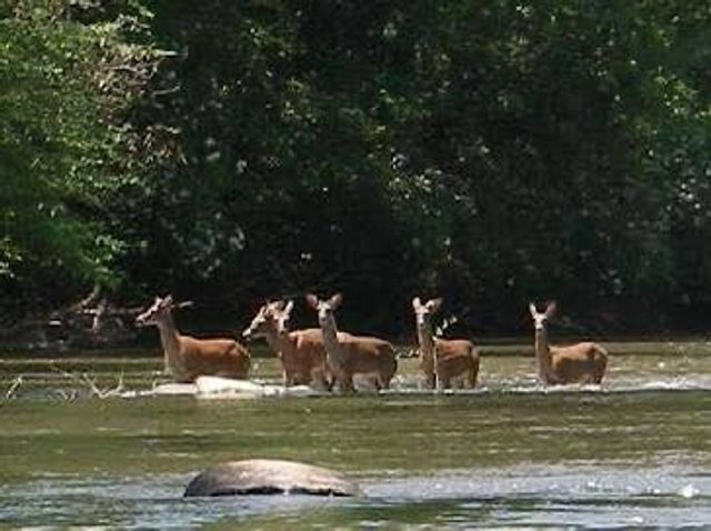 33 15th Street, Ellijay, GA 30540