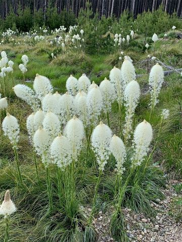 105 Damsel Lane, Anaconda, MT 59711