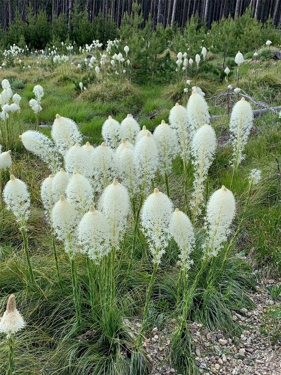 105 Damsel Lane, Anaconda, MT 59711 photo 60