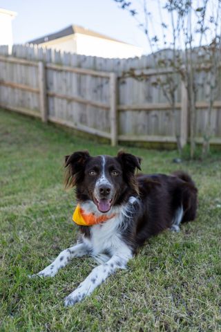 2010 Sercy Dr, Spring Hill, TN 37174