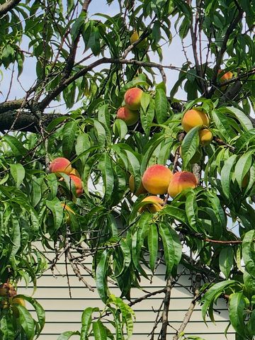 2210 Fogel Road, Mahomet, IL 61853