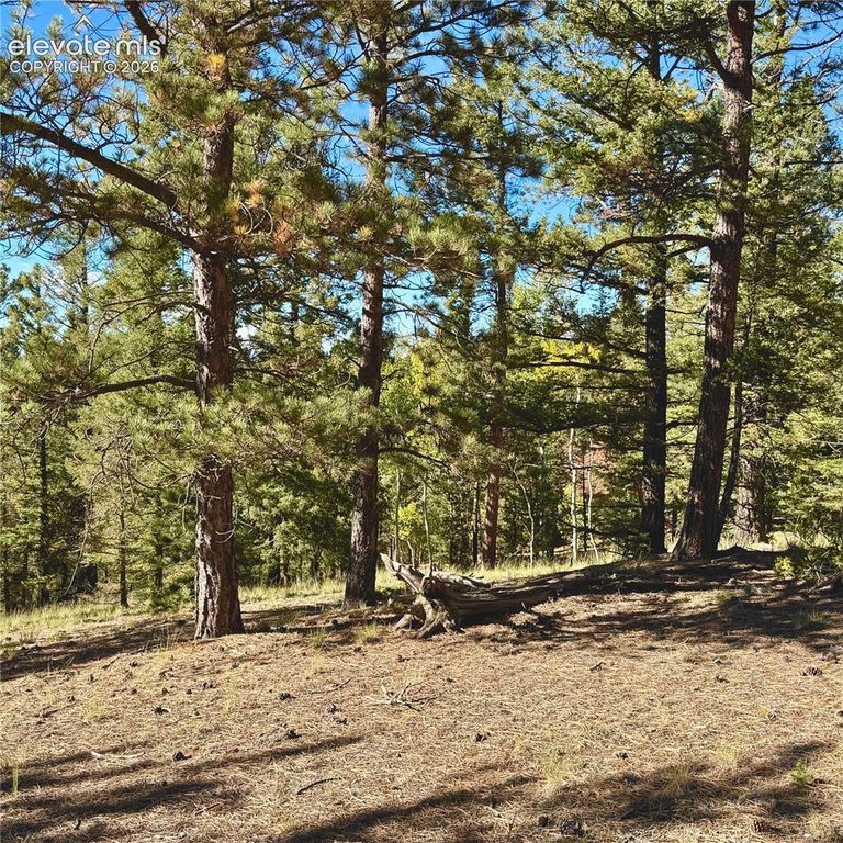31 Pike View Circle, Divide, CO 80814 — photo 3