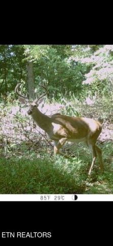 360 Spurlock Hollow Lane, Gainesboro, TN 38562