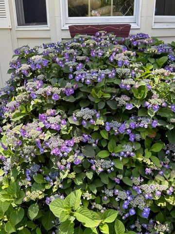 19 Pinewood Drive, Merrimack, NH 03054