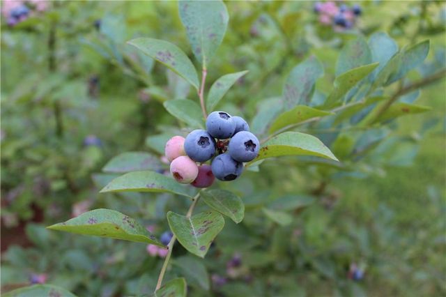 43 Clearview Drive, Cartersville, GA 30121