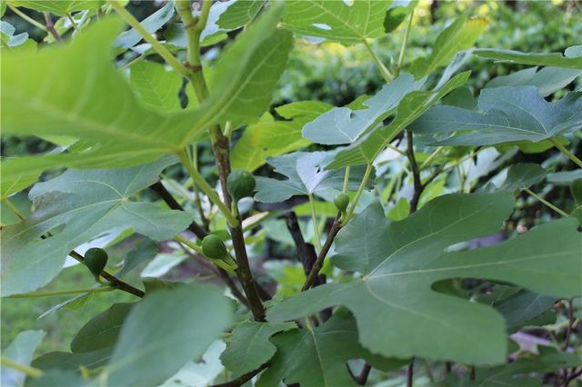 43 Clearview Drive, Cartersville, GA 30121