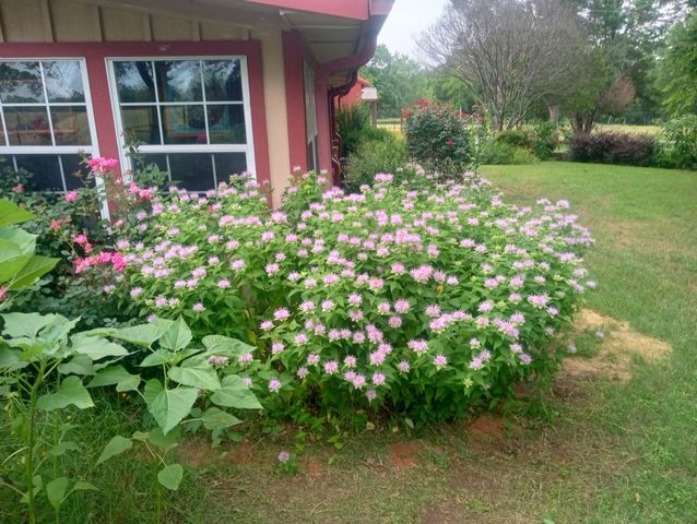 1008 COUNTY ROAD 4133, Cumby, TX 75433