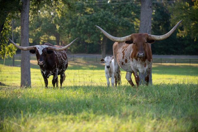 6544 FM 1616, Athens, TX 75752