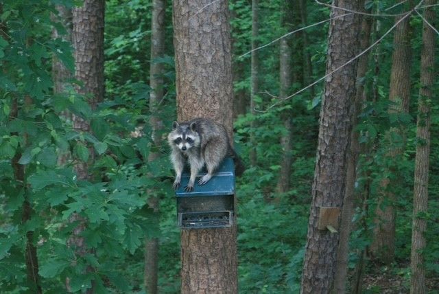 410 South Hogan Drive, Westminster, SC 29693