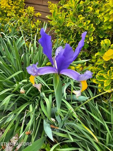 6600 Springer Drive, Knoxville, TN 37918