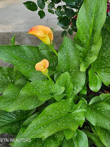 6600 Springer Drive, Knoxville, TN 37918