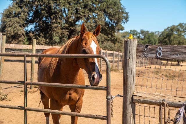 17761 Grizzly Bear Dr, Grass Valley, CA 95949
