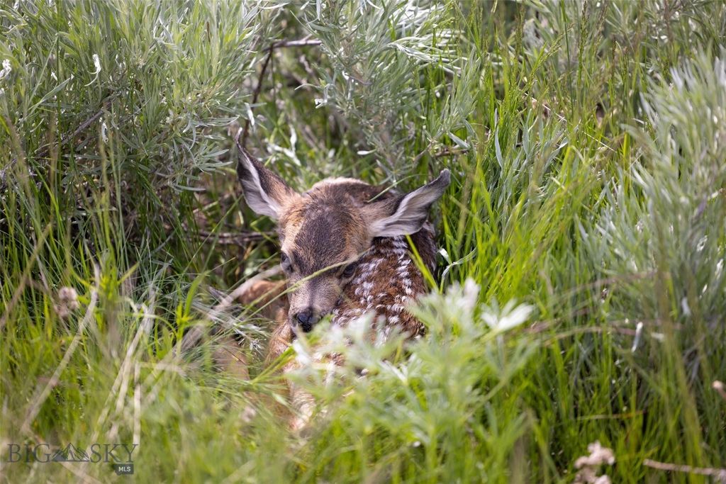 22 Porcupine, Wilsall, MT 59086 photo 75