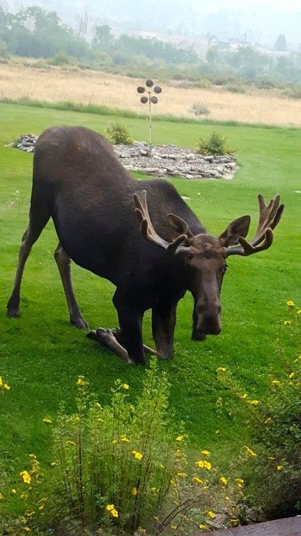 155 Moose Run, Polaris, MT 59746 photo 54