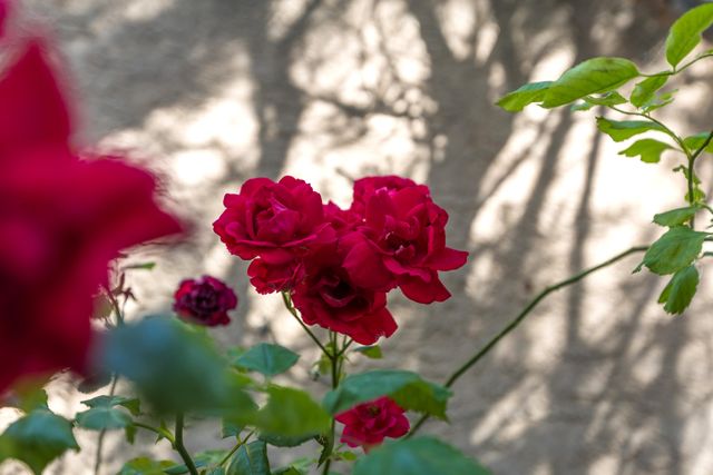 4301 Sunningdale Avenue NE, Albuquerque, NM 87110
