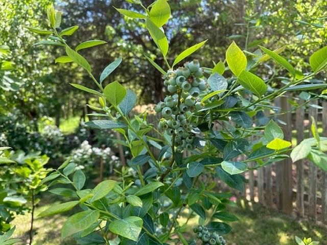 555 Hembree Grove Ovrlk, Roswell, GA 30076