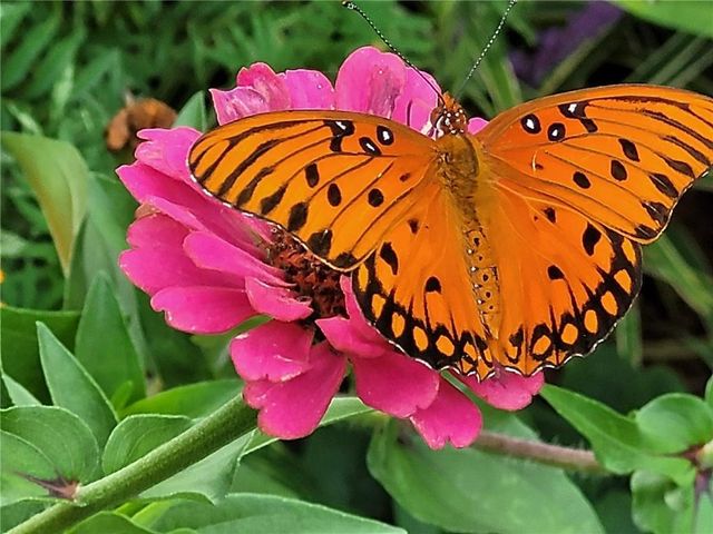 555 Hembree Grove Ovrlk, Roswell, GA 30076