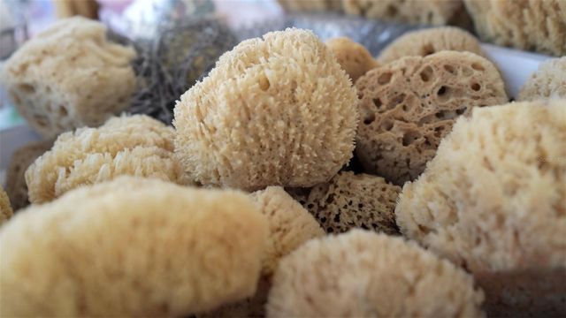 1040 DARTFORD DRIVE, Tarpon Springs, FL 34688